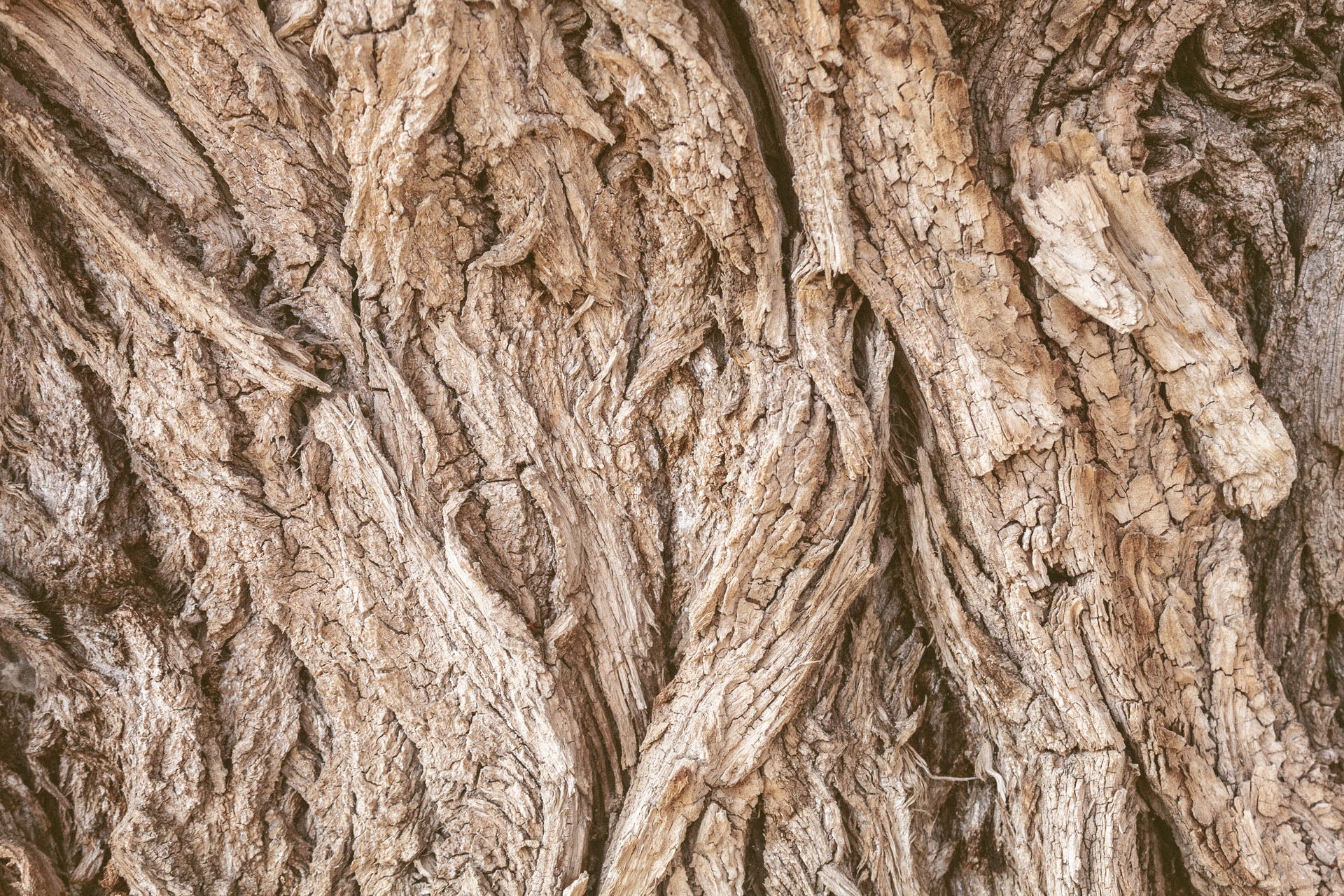 Willow Bark