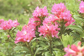 Alp Rose